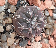 Gymnocalycium mucidum v. ferrari f. elegans wr 718, 1,5-2 см сеянец